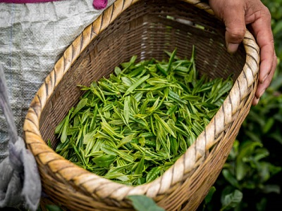 Green Tea Packing Machine: Efficient, Precise, A Helpful Assistant for Tea Packing